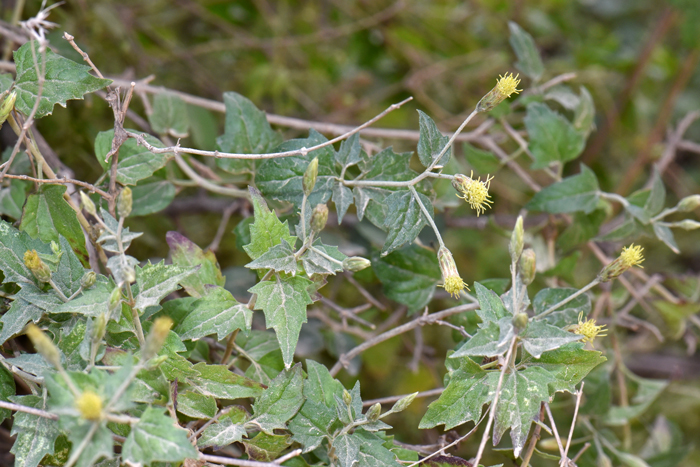 Coulter's Brickellbush leaves are green, opposite, simple ovate to deltate and with short stems and the leaf margins have 1 to 3 sets of sharp teeth usually near the base. The leaf blades have 3-distinct nerve channels also from the base. Brickellia coulteri